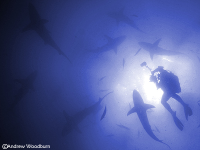 shark dive underwater photographer copyright a woodburn
